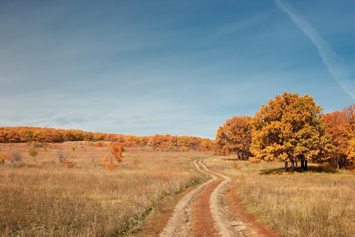Дорога в осенний лес Осень Лес Дорога