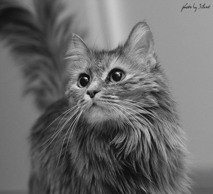 Про не жные взгляды кошки, глаза, полтинег