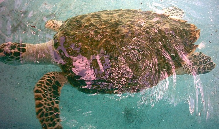 The turtle Schildkroete, Karibik, Turtle, Water