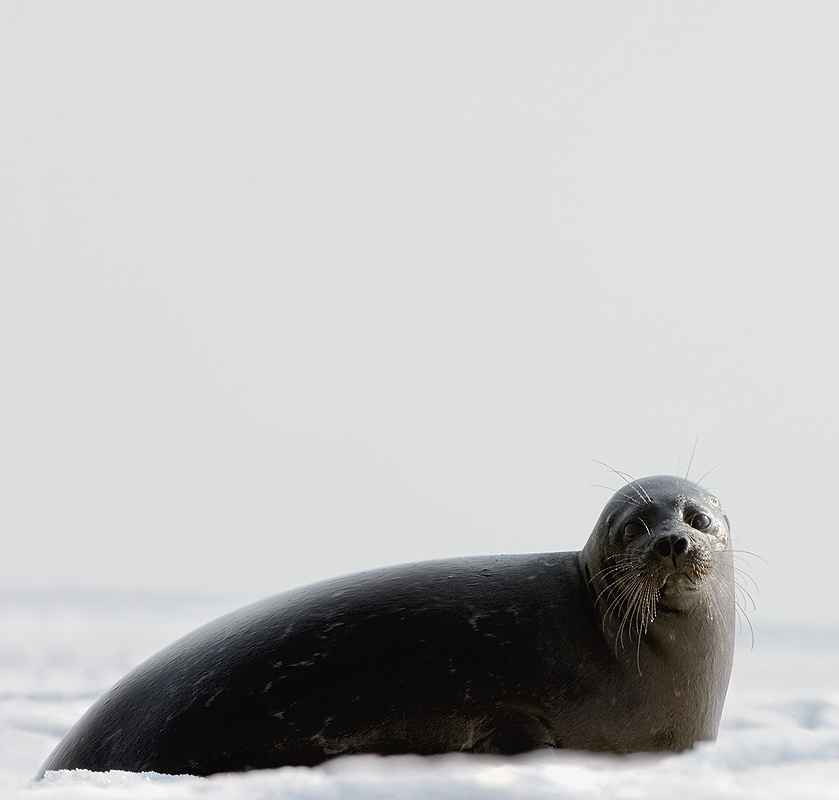 Phoca hispida ladogensis Nordquist КОЛЬЧАТАЯ НЕРПА ладожский подвид  Phoca hispida ladogensis Nordquist Ладога озеро апрель торосы весна 2008 тюлень снег лёд