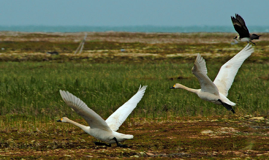Моська и слоны Малый лебедь, Cygnus bewickii, короткохвостый поморник, Stercorarius parasiticus, Bewick’s Swan, Parasitic Jaeger, Tobseda, Barents Sea, Arctic