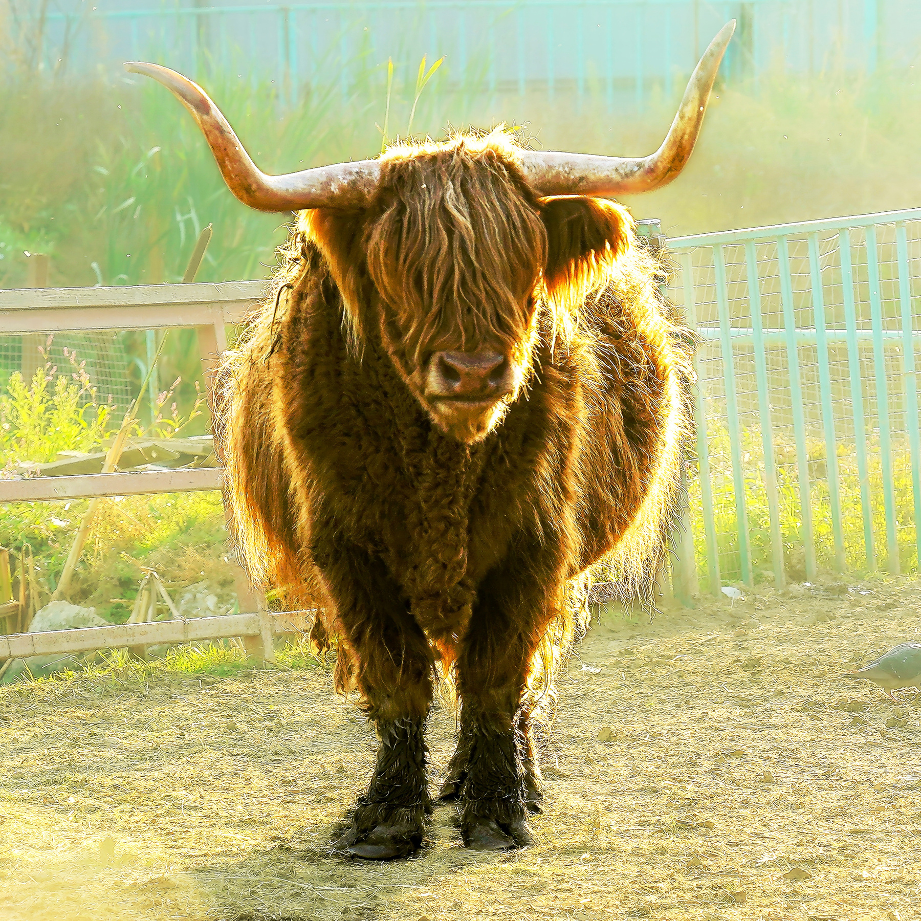 Шотландская корова Хайленд (Highland) корова шотландаская хайленд highland рога шерсть лохматый выносливый