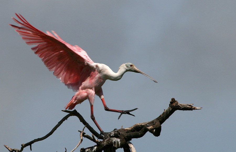 Подобие птица, розовая колпица, roseate spoonbill, Texas