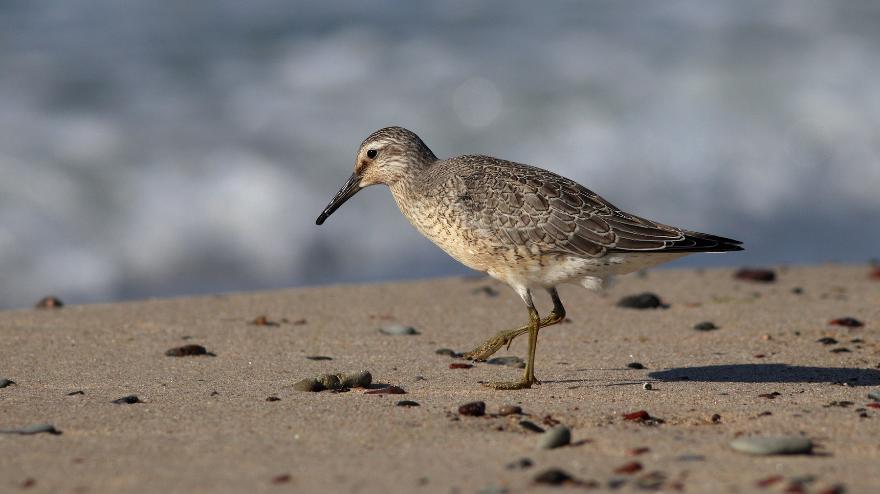 Пролётный гость Исландский песочник Calidris canutus Red knot