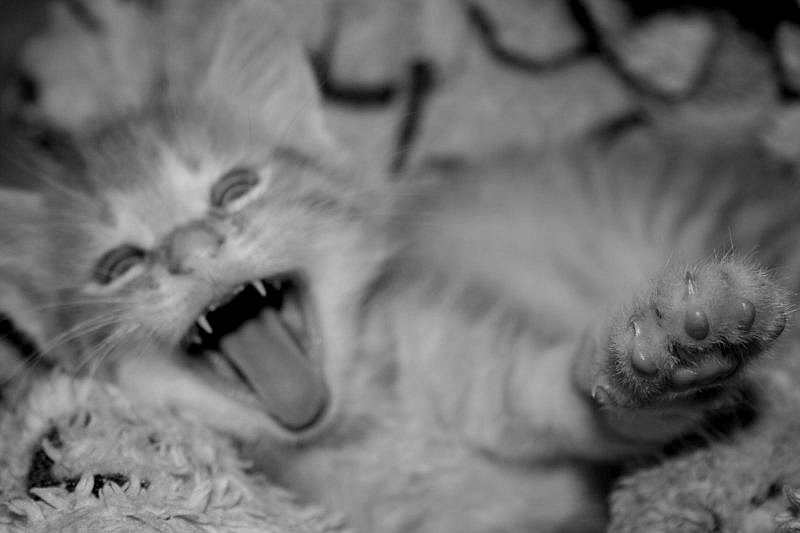 Меня будить?!! Не упустите из виду мои коготки!!! ))) ч/б кот котёнок Васька
