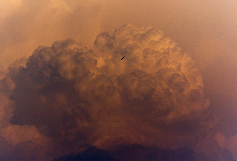 ворон tosher sky