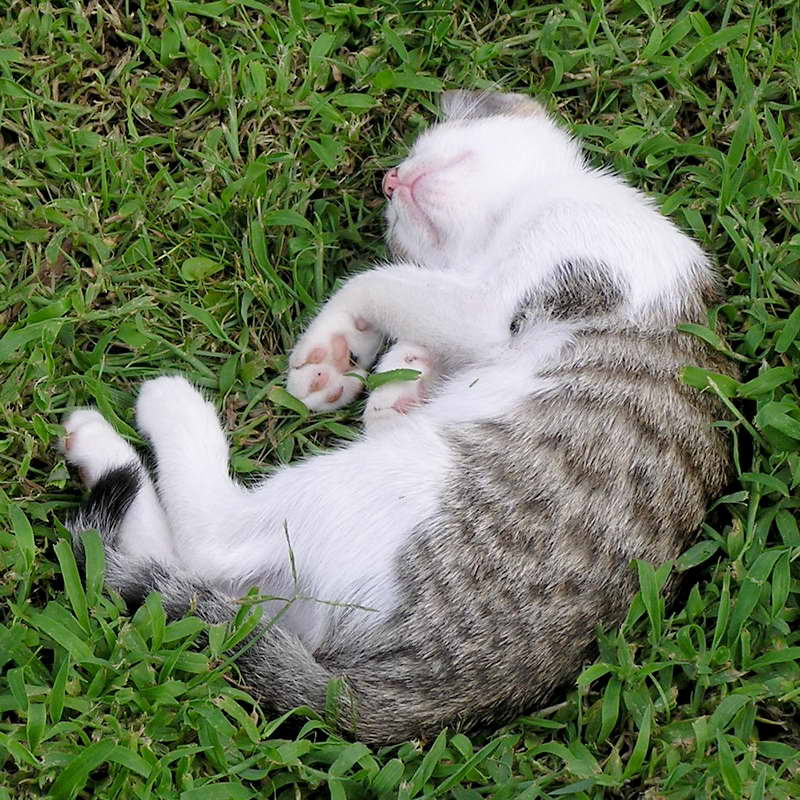 Dreams Котенок, сладкий, сон