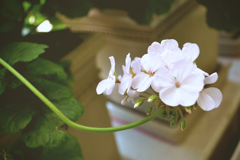 white treasure of Flowers rose nature beauty flowers flower photo