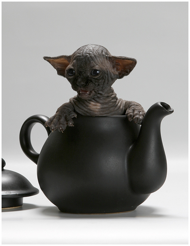 .: teA daem0n :. тяжело искать черную кошку в тёмной комнате особенно если её там нет