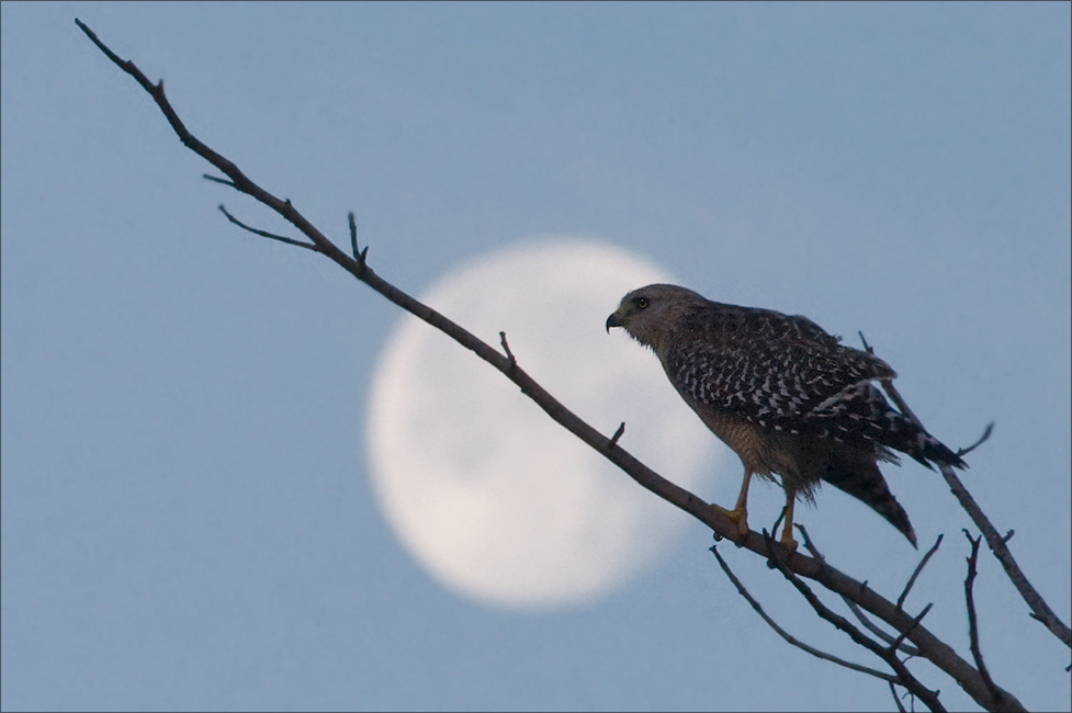 Hawk & Moon Ding Darling NWR, Sanibel Island, Florida