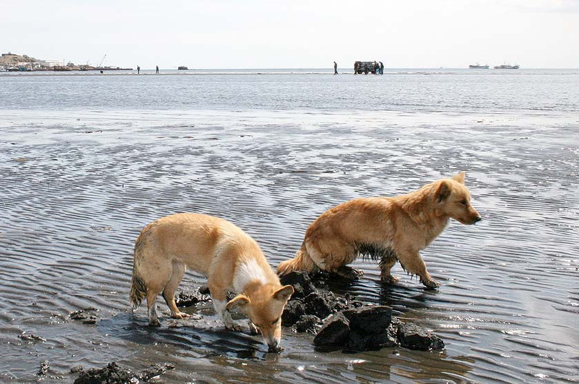 морские псы море, остров, бухта, собаки
