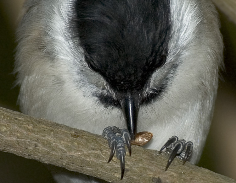 Поздний ужин одной гаички Буроголовая гаичка, пухляк, Willow Tit, Parus montanus