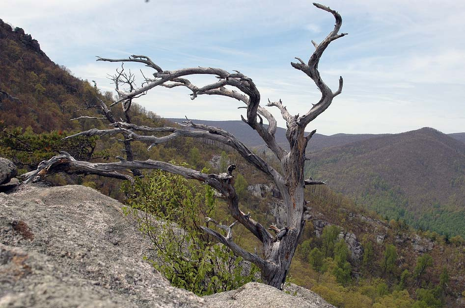 всю жизнь боролся с ветром Shenandoah, Old Rack Mt