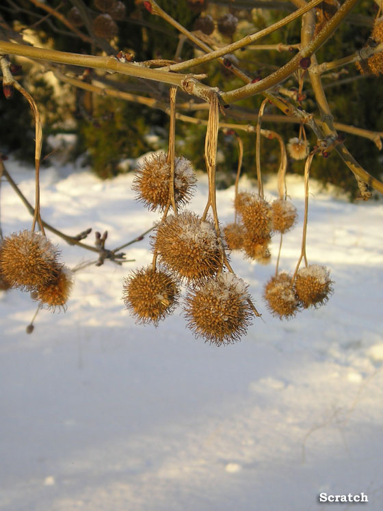 Зимний платан платан снежные плоды