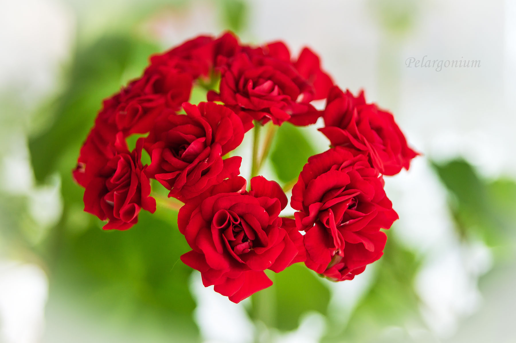 Pelargonium 