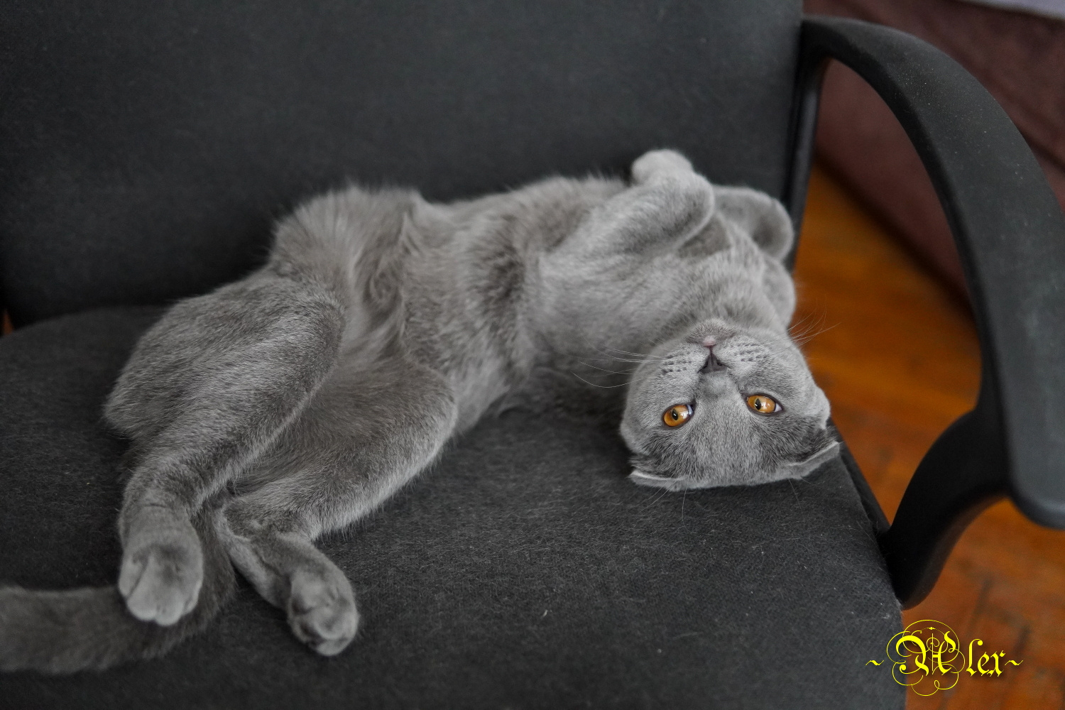 Винт аж кот домашнее животное любимчик Тима