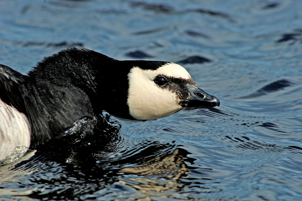 Рассерженный Белощекая казарка, Branta leucopsis, Barnacle Goose, Tobseda, Barents Sea, Arctic