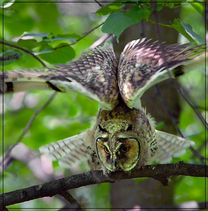 Совята учатся летать Ушастая сова Long-eared Owl Asio otus