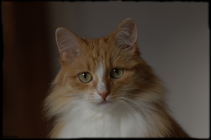 Винч кот взгляд грусть a cat the look melancholy