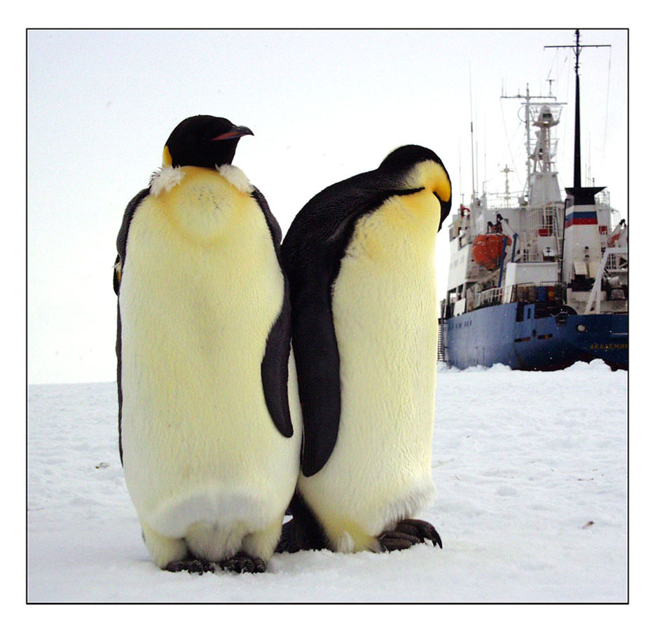 Императоры Emperor penguins Shokalskiy