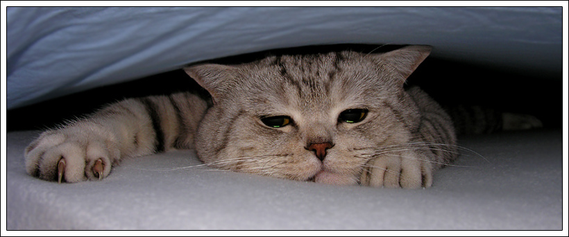 \"Не подходи ко мне, я обиделся\"... кот обида