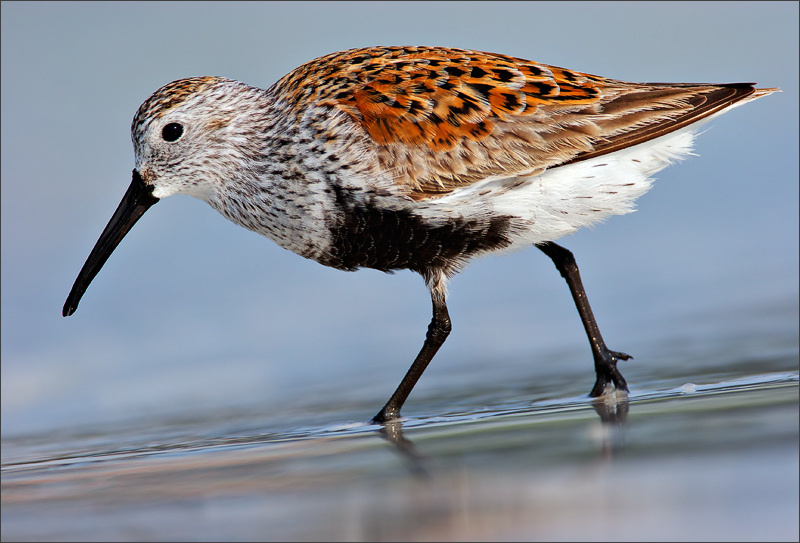 Чернозобик чернозобик dunlin Florida US