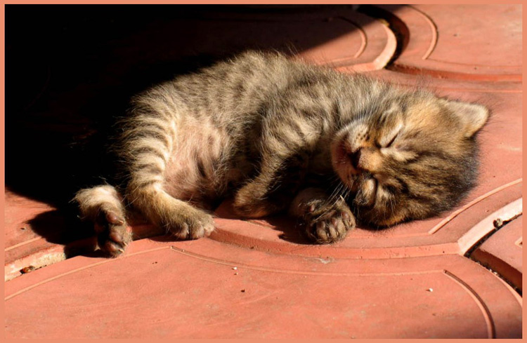 кошачьи сны котенок
