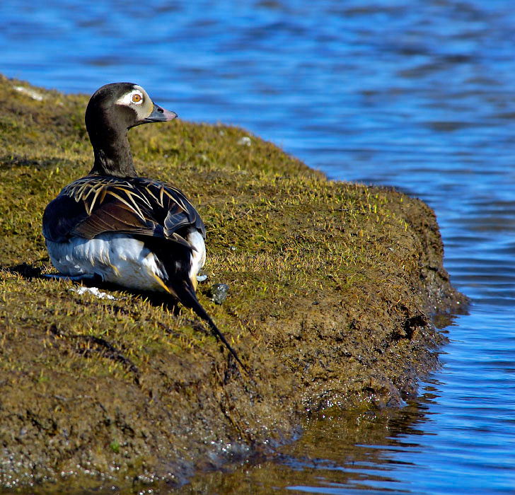 Жертва политкорректности Морянка, Clangula hyemalis, Long-tailed Duck, Oldsquaw, Tobseda, Barents Sea, Arctic