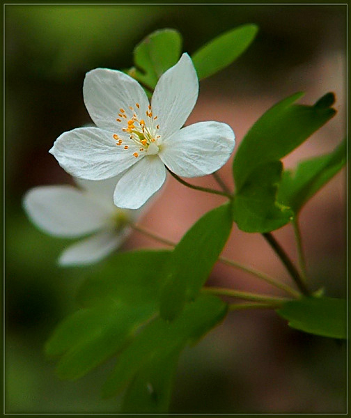 Isopyrum thalictroides 