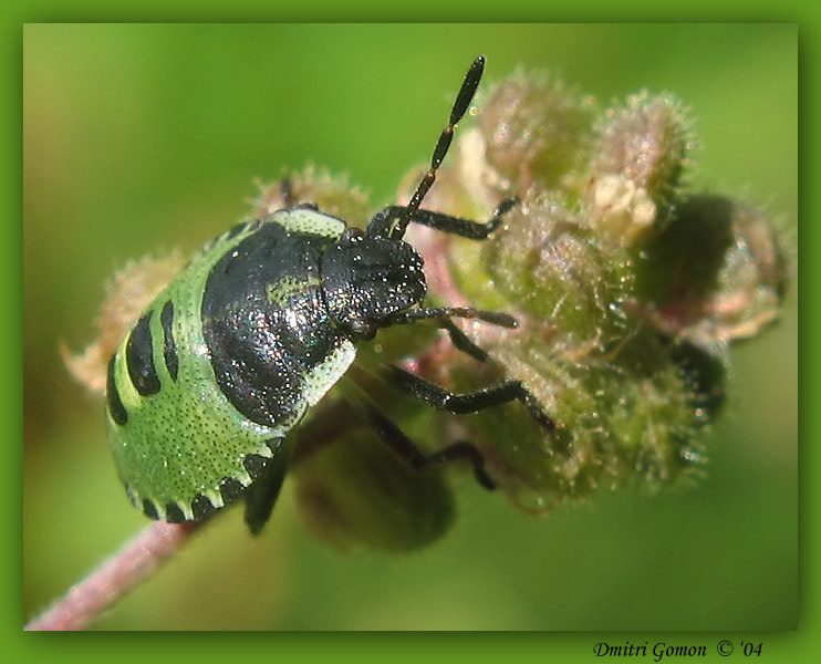 ~Нимфа клопа~ (green) клоп
