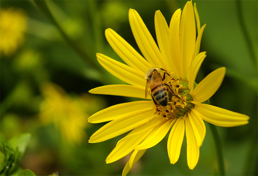 poshel process bronx, flower, bee, nature, garden, spring, vesna, flora