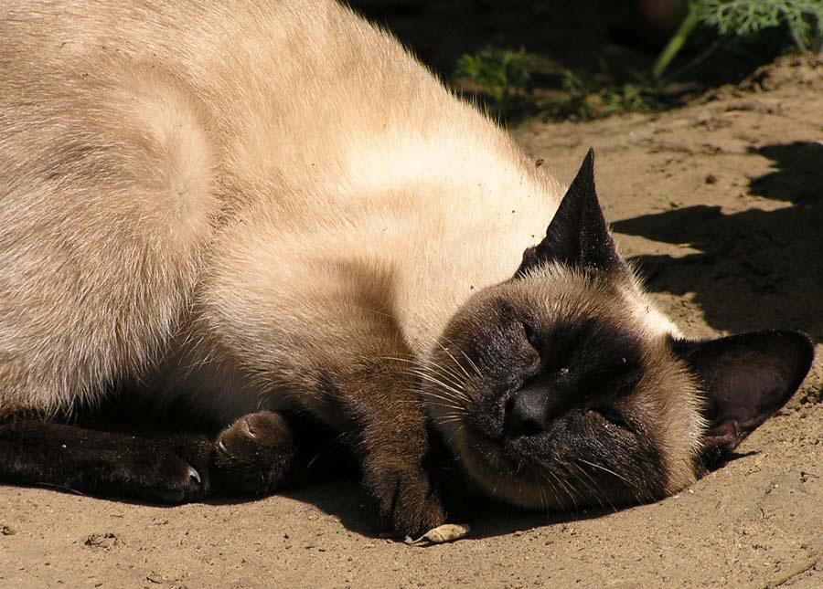 Кайф! кошка, кот, песок, солнце, кайф