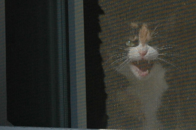 *** кошка