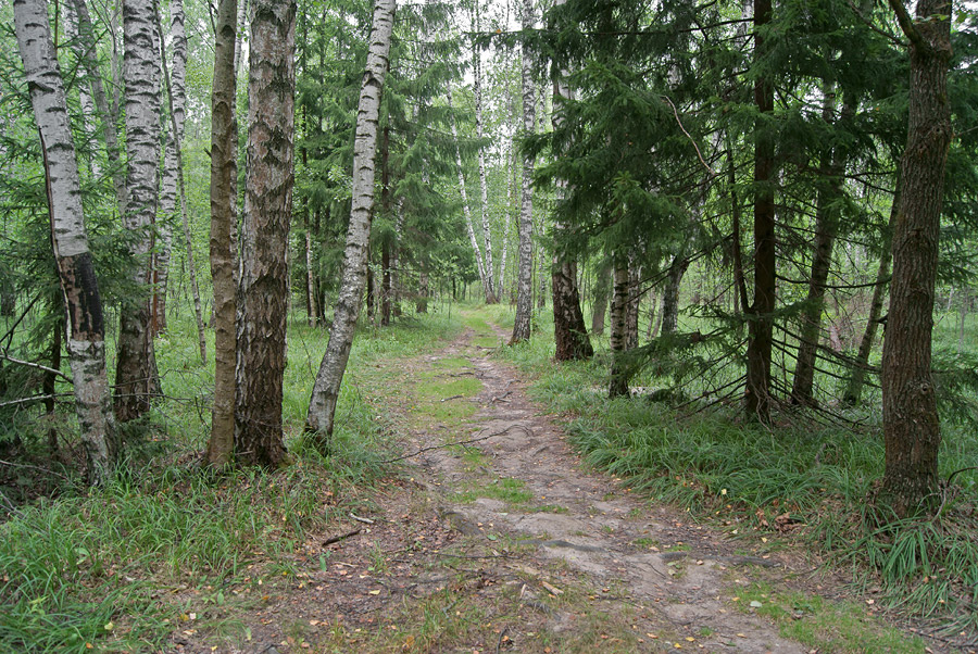 Лесная зарисовка (5) 