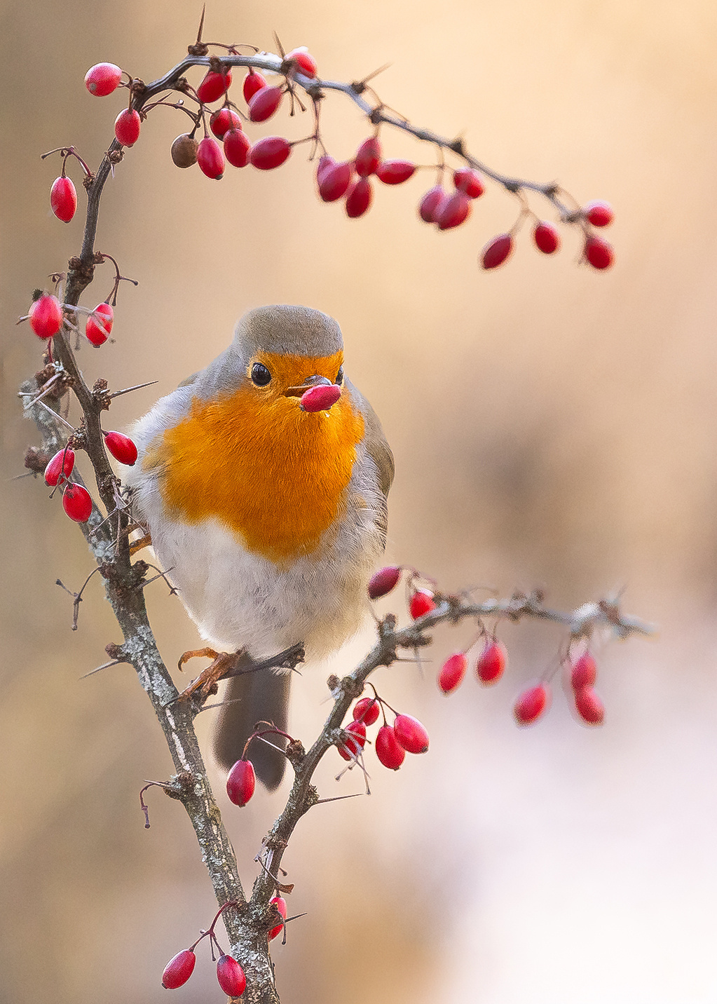 Robin 