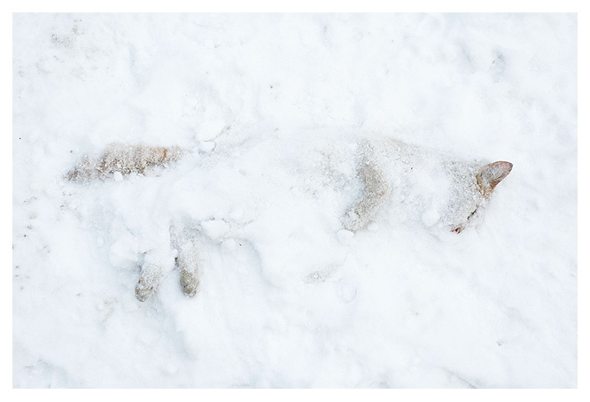 котя спит