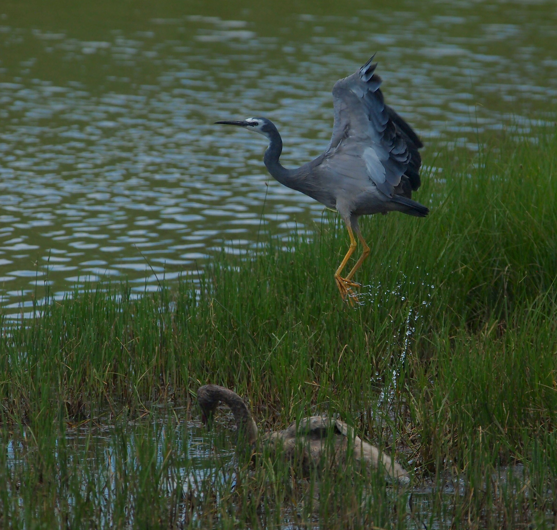 white-faced egrett 