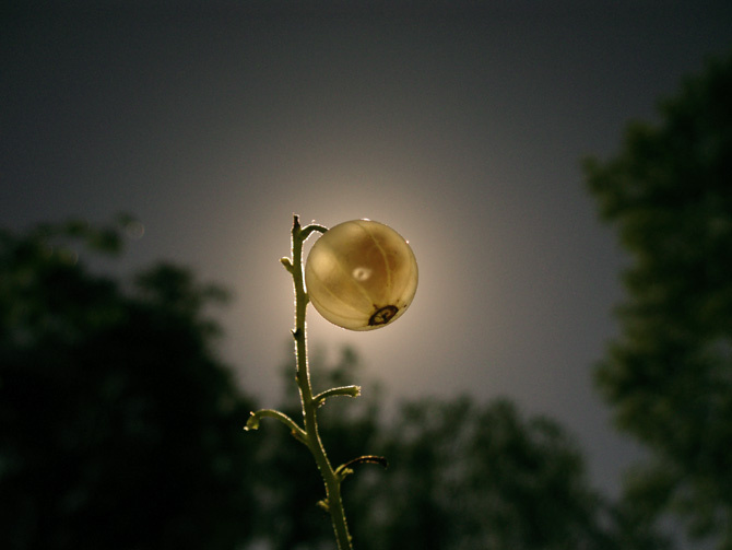 da moon смородина, белая смородина, солнце, луна
