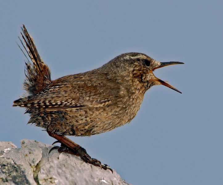 Певун Крапивник, Troglodytes troglodytes, Остров Св. Георгия, о-ва Прибылова, Winter Wren, St. George Island, the Pribilofs, Bering Sea, Alaska