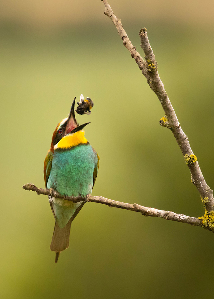 Bee-eater 