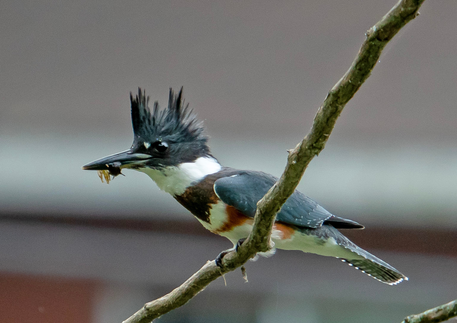 Kingfisher (Зимородок) Птица зимородок с добычей