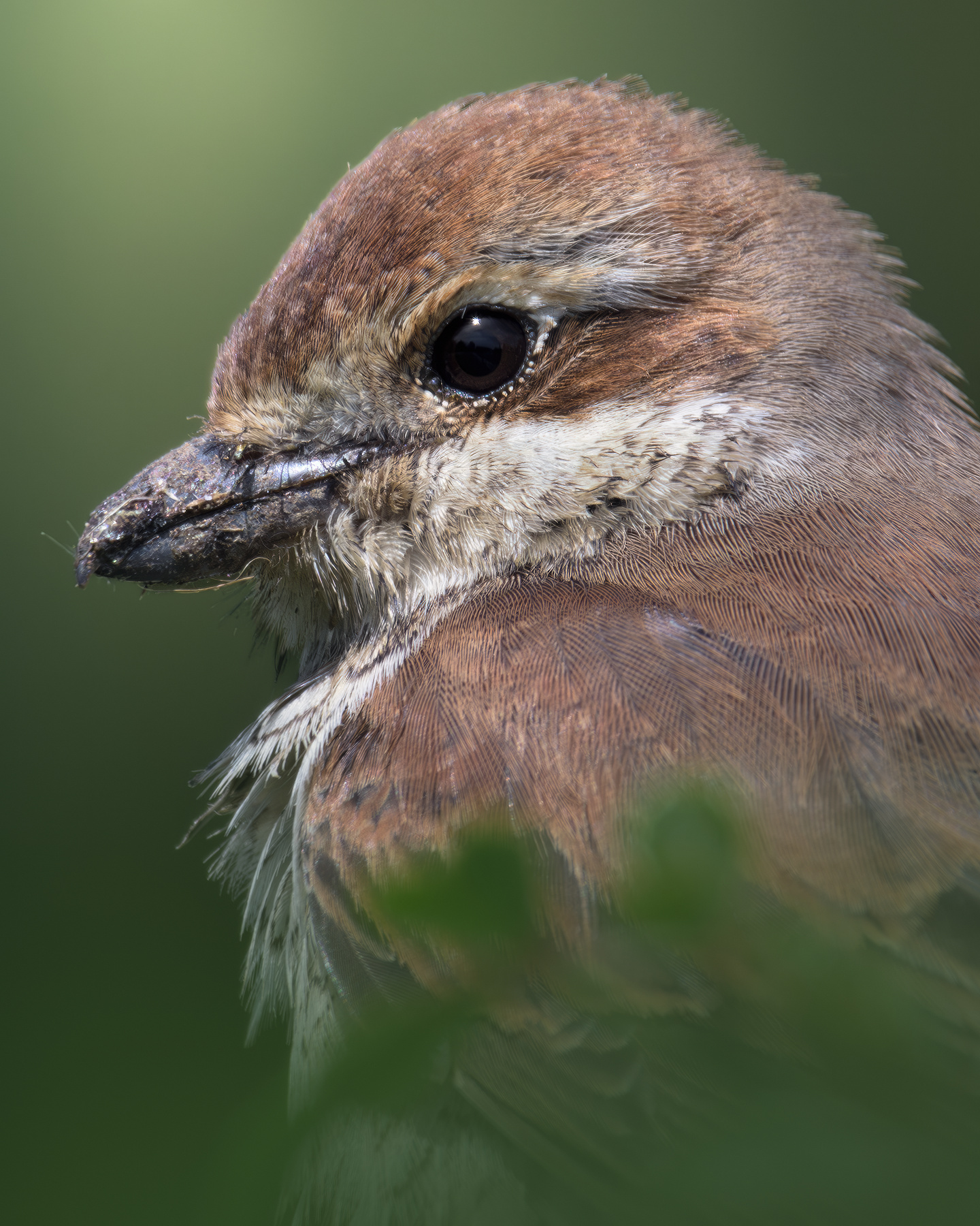 Обыкновенный жулан (Lanius collurio) 