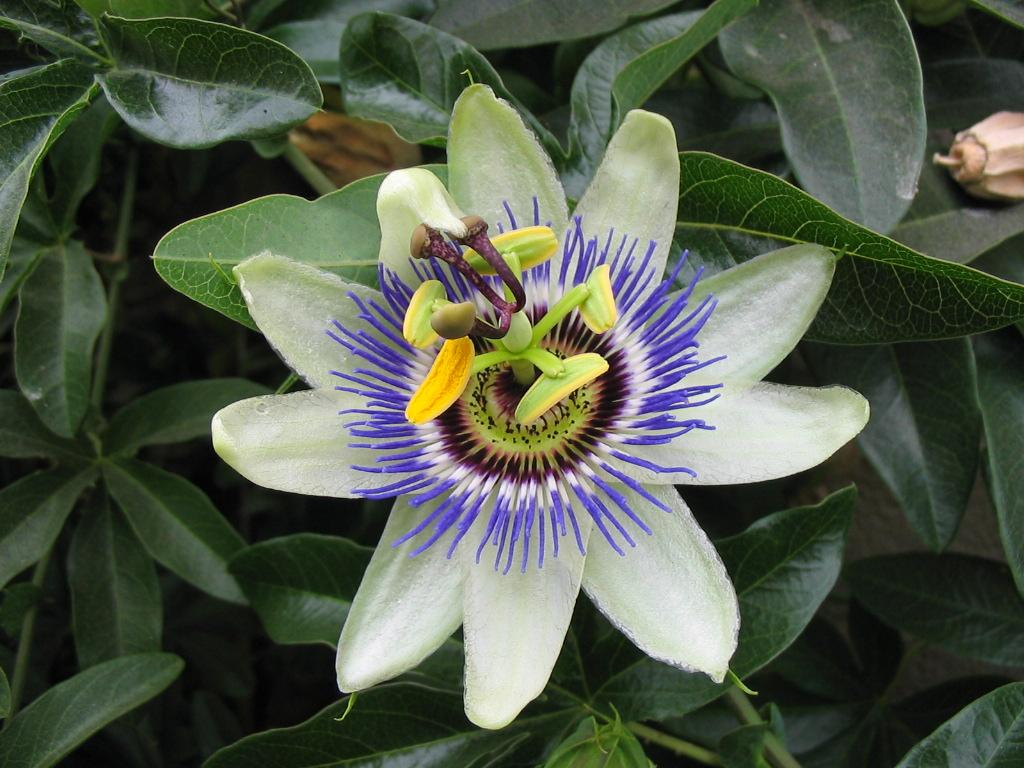 Passion Flower 