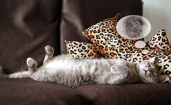 котейкины сладкие сны 