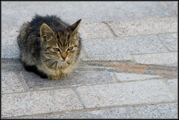 *** Котенок, кот, Питер