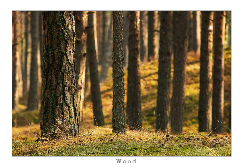 ~ Wood ~ 