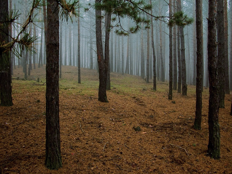 Киевский лес Киев, лес, Украина, деревья, туман, трава, осень