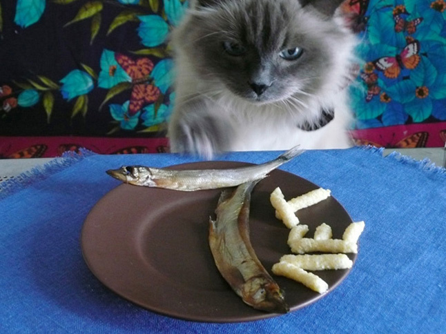 Happy bithday my pet!!! кошки - очарование мое!