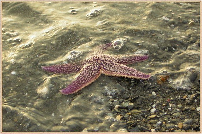 звёзды падают в море звёзды море природа