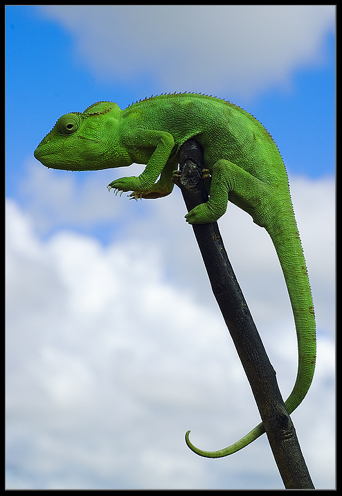   Идол    @__ Хамелеон, Мадагаскар, мимикрия, идол, Madagascar, Chameleon, Pardalis, idol